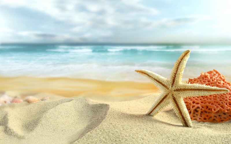 Starfish on Sandy Beach — Beige, Serene, Afternoon