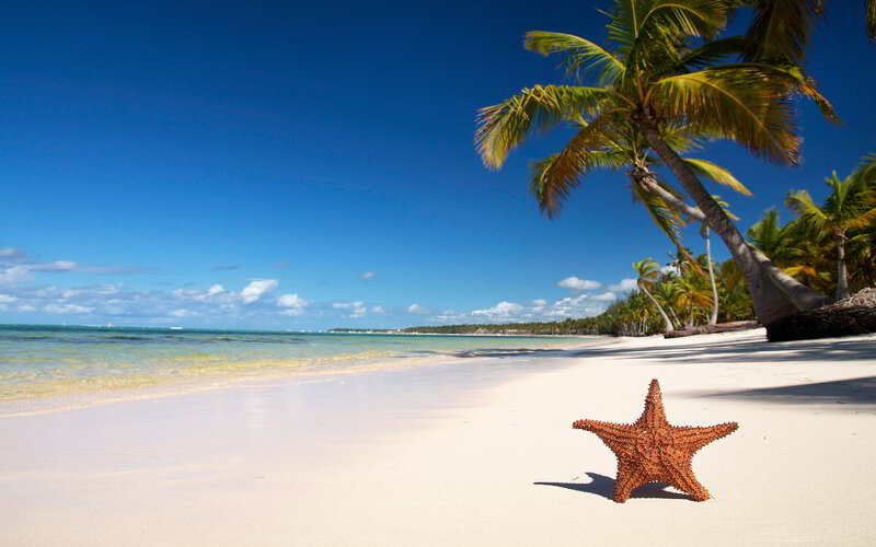 Starfish on Sandy Beach — Blue, Serene, Afternoon, Photograph, Palm Trees