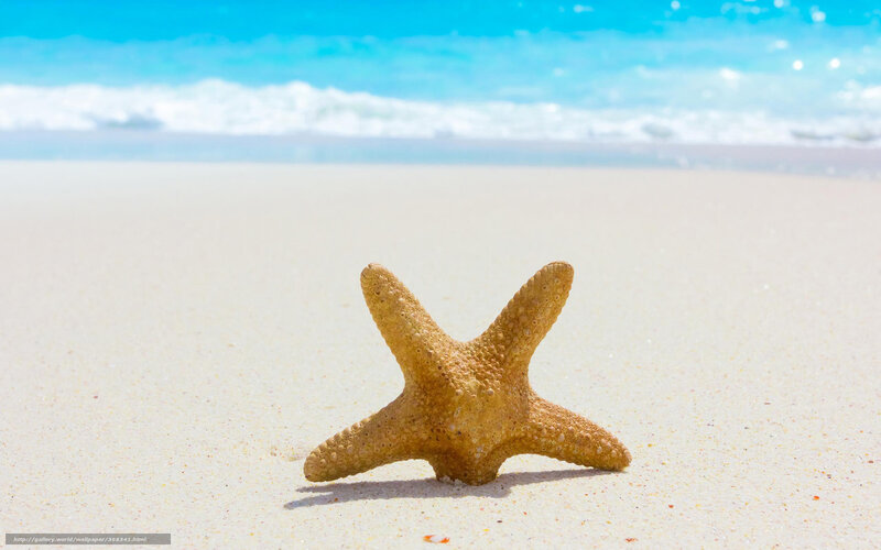 Starfish on Sandy Beach — Blue, Serene, Afternoon, Photograph, Sand, Ocean, Waves