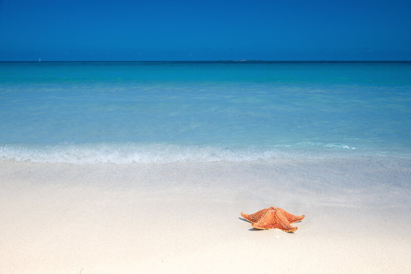 Starfish on Sandy Beach — Blue, Serene, Afternoon, Photograph, Sand