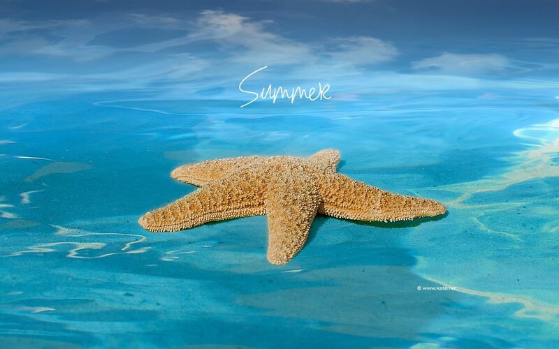 Starfish on Sandy Beach — Blue, Serene, Summer