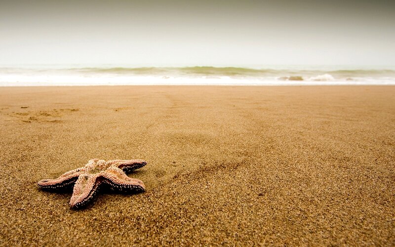 Starfish on Sandy Beach — Brown, Calm, Photograph