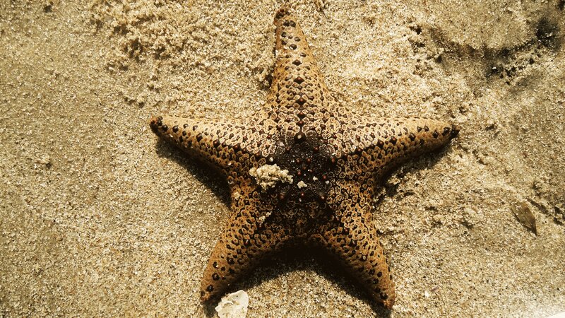 Starfish on Sandy Beach — Brown, Natural, Afternoon