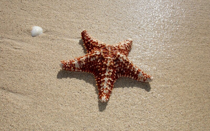 Starfish on Sandy Beach — Brown, Serene, Afternoon, Photograph, Sand