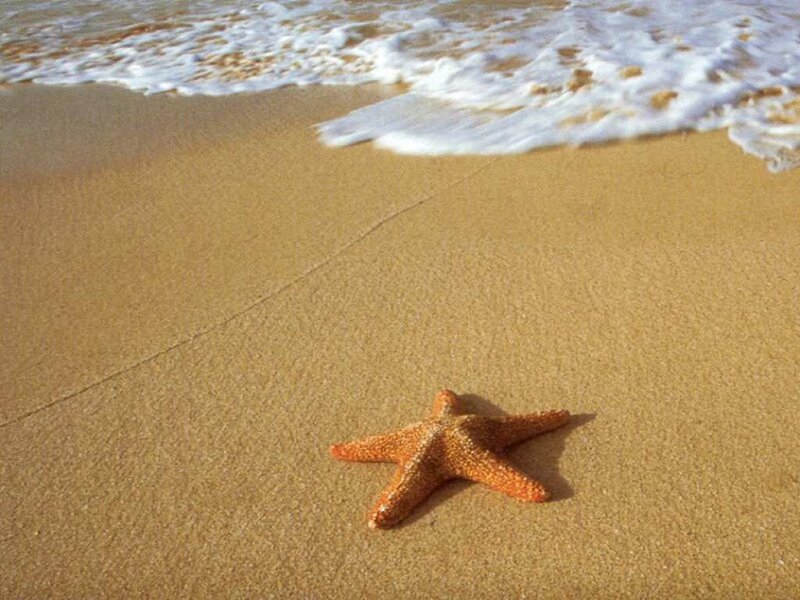 Starfish on Sandy Beach — Brown, Serene, Afternoon, Photograph