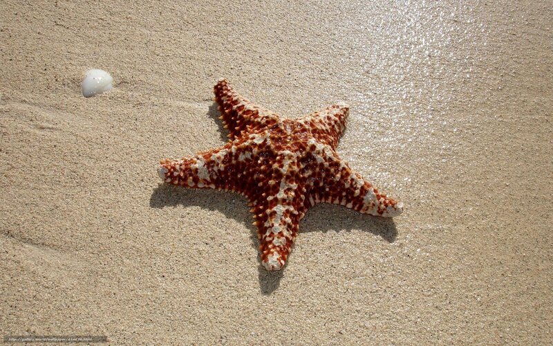 Starfish on Sandy Beach — Brown, Serene, Afternoon