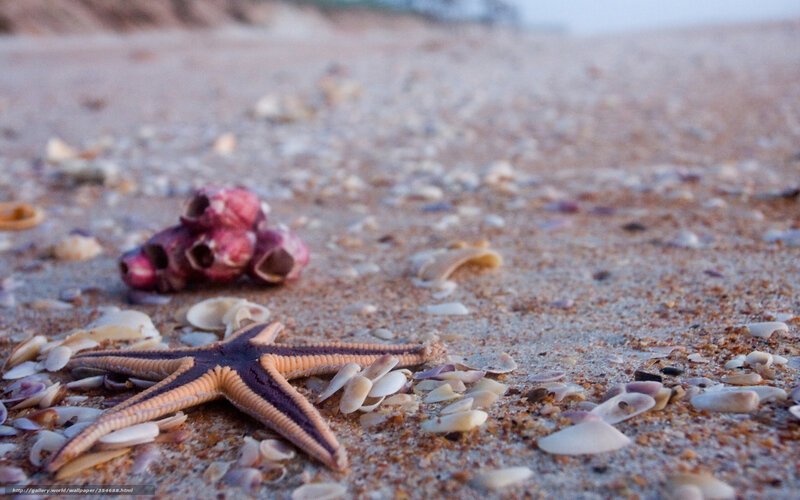 Starfish on Sandy Beach — Brown, Serene, Sunset