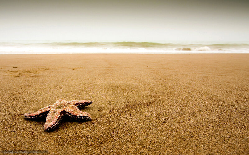 Starfish on Sandy Beach — Brown, Serene