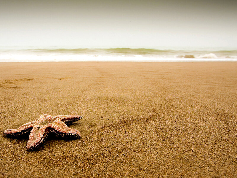 Starfish on Sandy Beach — Brown