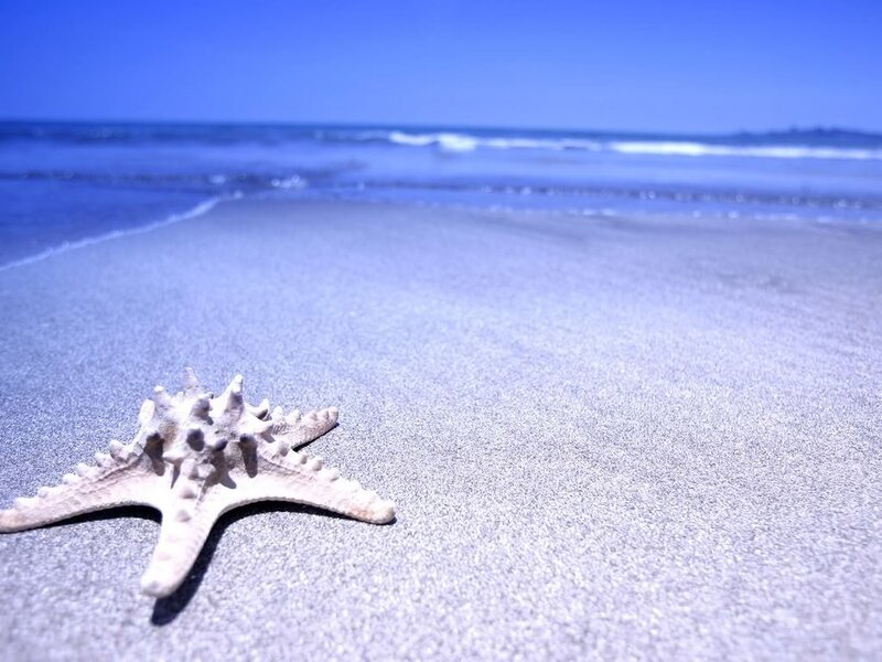 Starfish on Sandy Beach — Gray