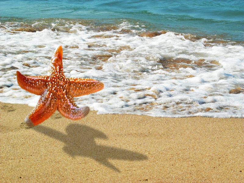 Starfish on Sandy Beach — Orange, Serene, Afternoon, Photograph, Sand, Ocean Waves