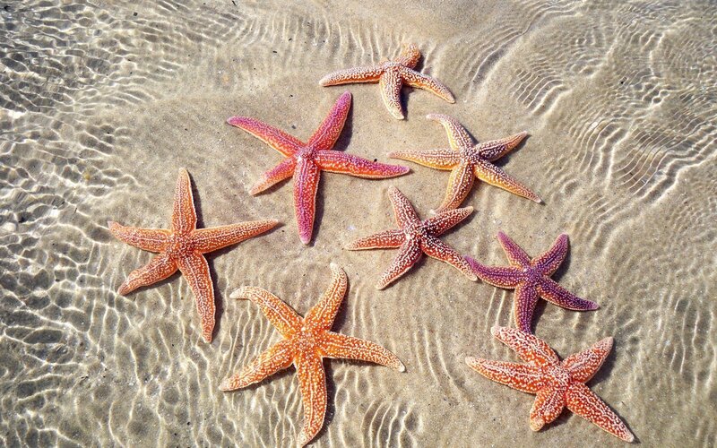 Starfish on Sandy Beach — Orange, Serene, Afternoon