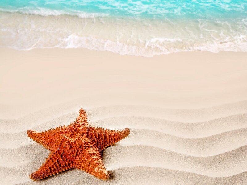 Starfish on Sandy Beach — Orange, Serene