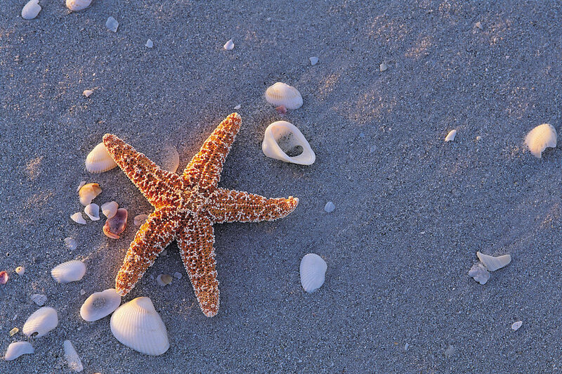 Starfish on Sandy Beach — Orange