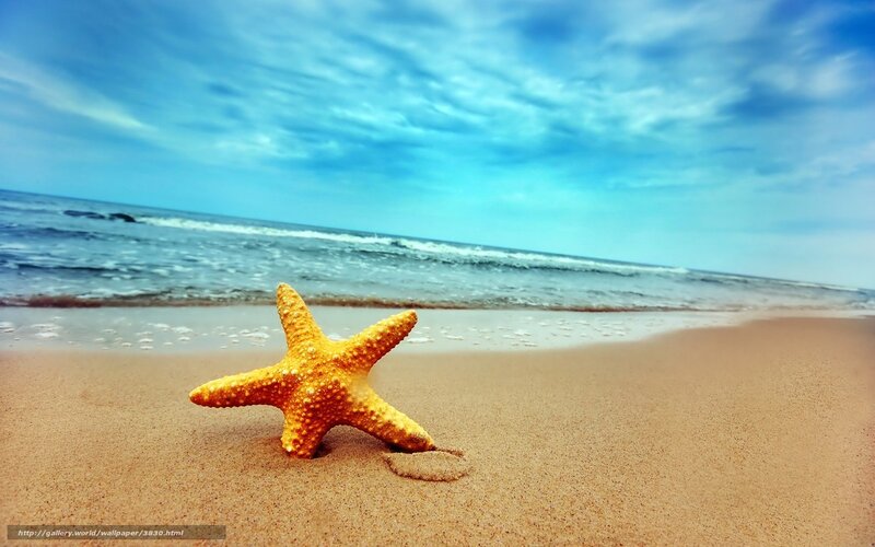 Starfish on sandy beach