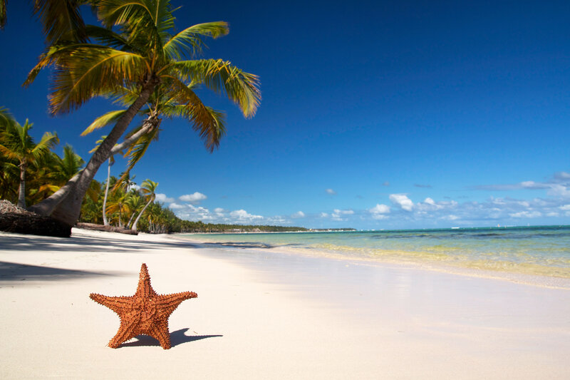 Starfish on Sandy Beach — White