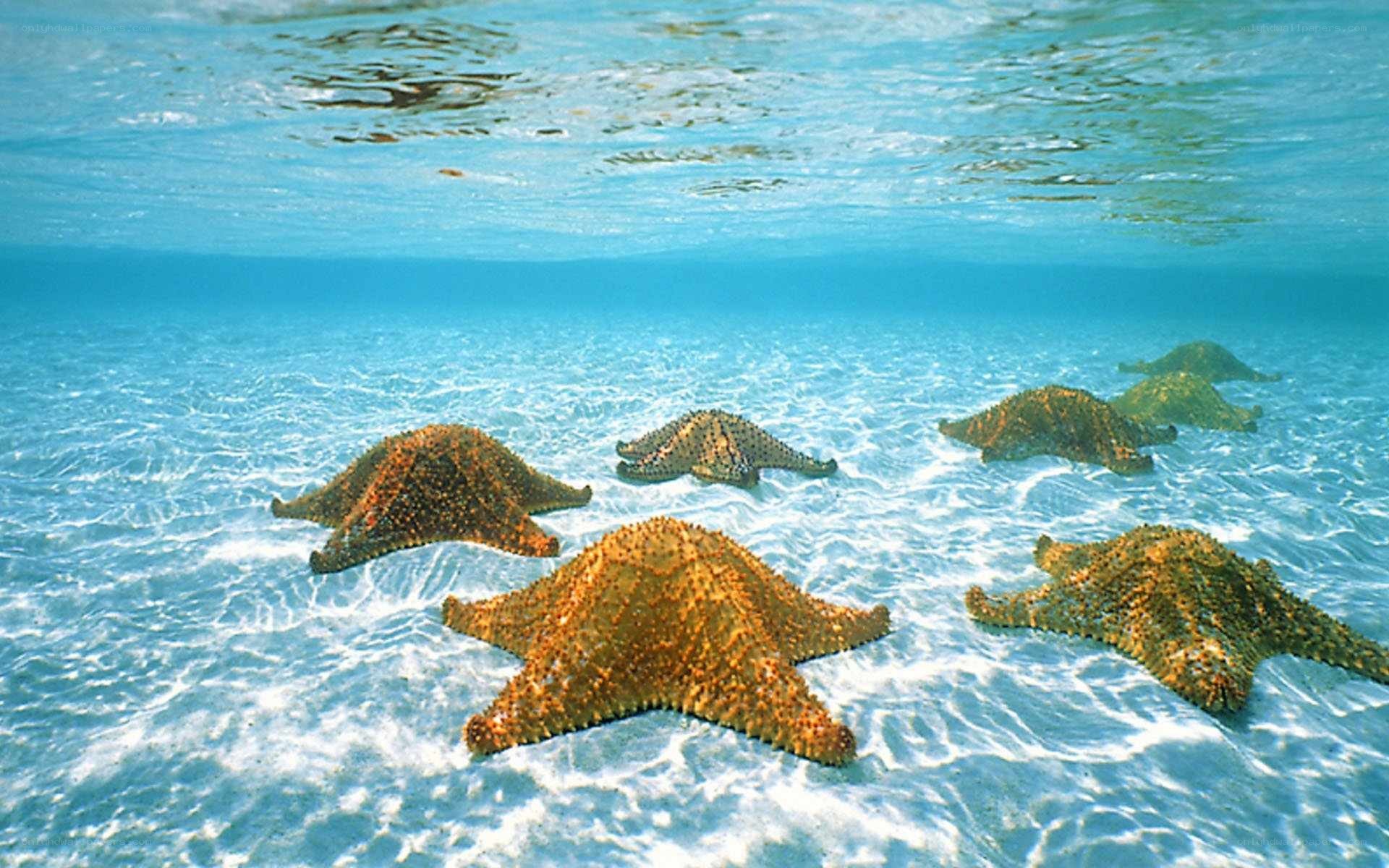 starfish on sandy ocean floor