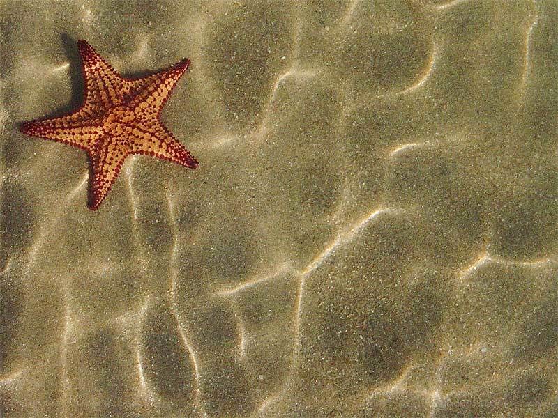 starfish on sandy ocean floor