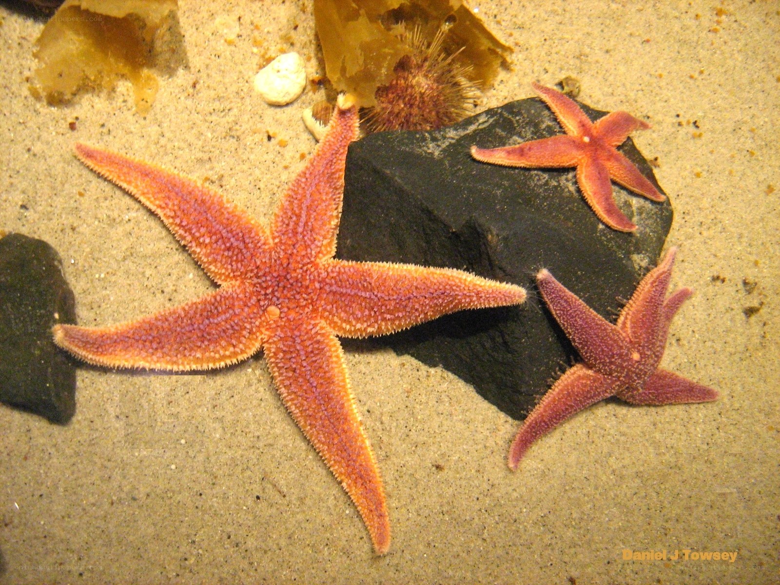 starfish on sandy ocean floor