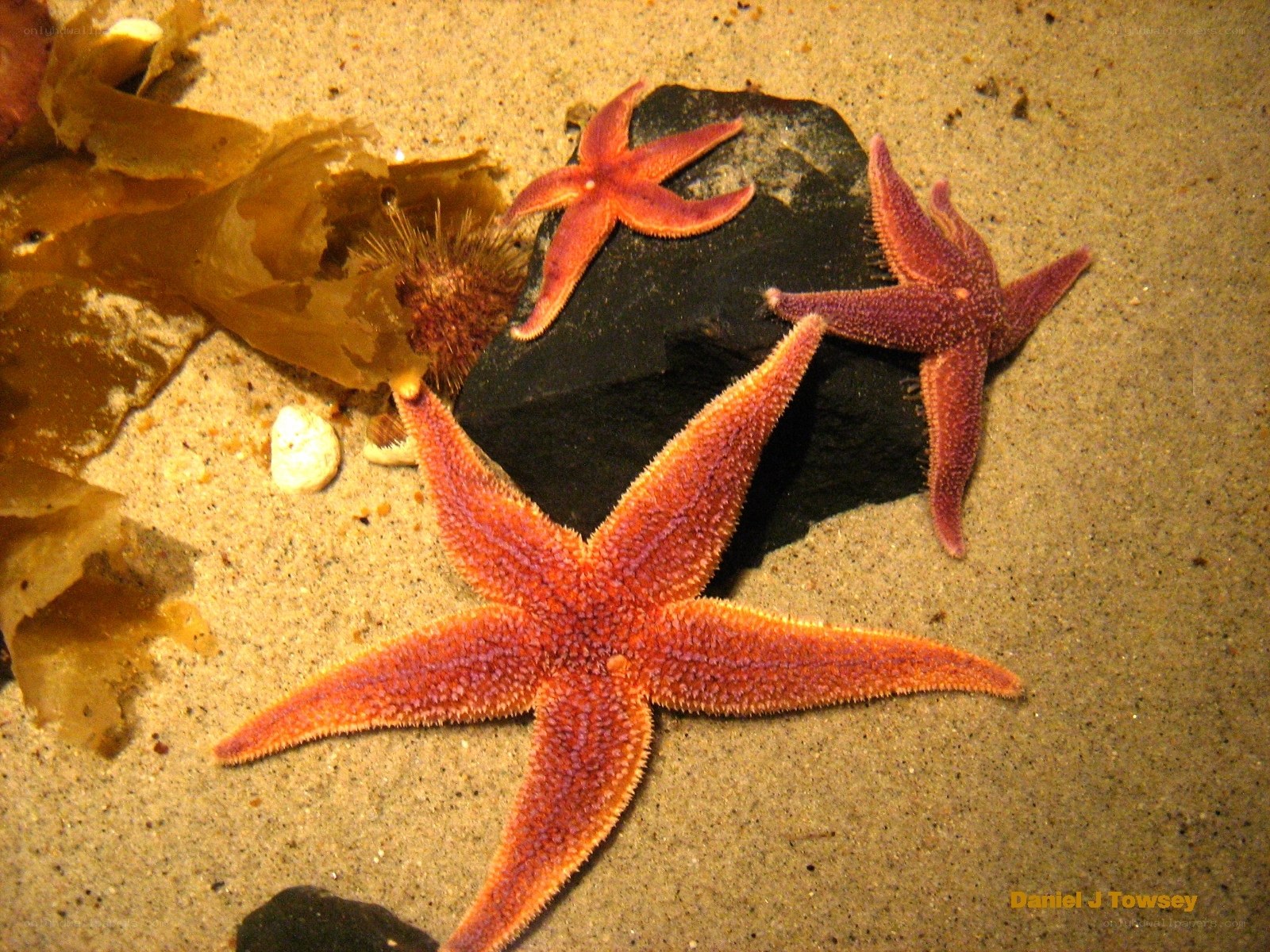 starfish on sandy ocean floor
