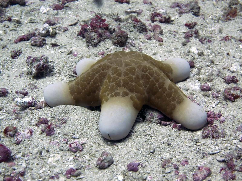 starfish on sandy ocean floor