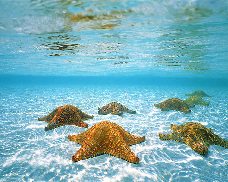 Starfish on sandy ocean floor