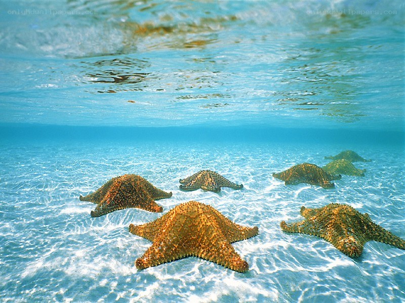 starfish on sandy ocean floor