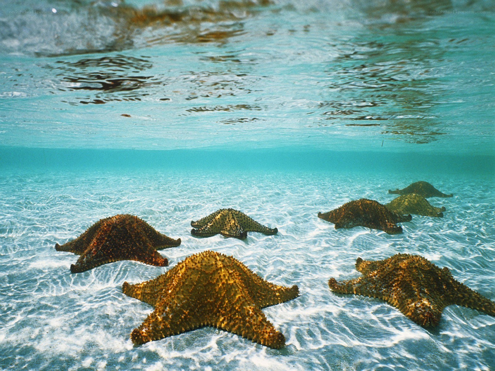 starfish on sandy ocean floor