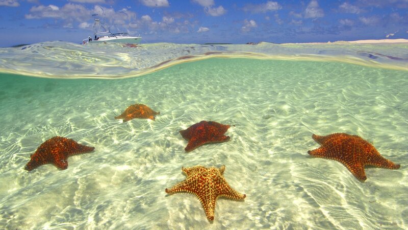 starfish on sandy ocean floor