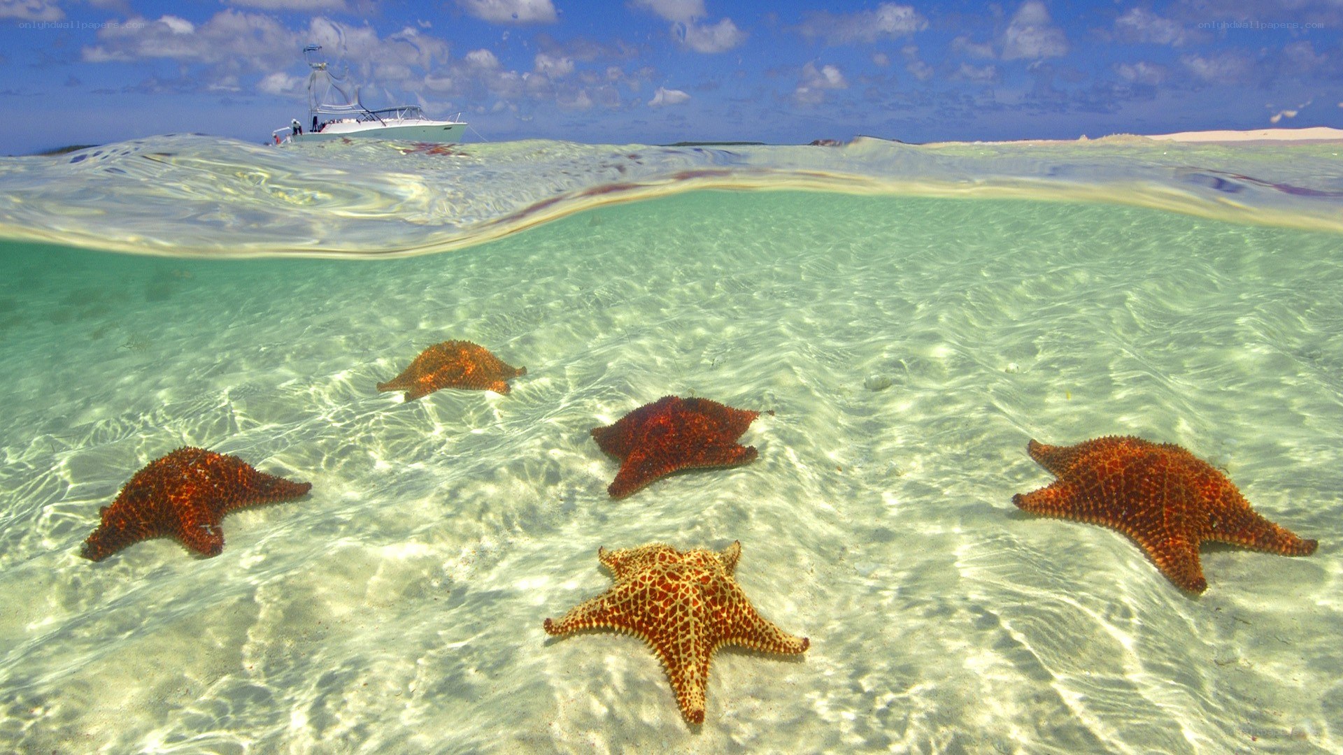 starfish on sandy ocean floor