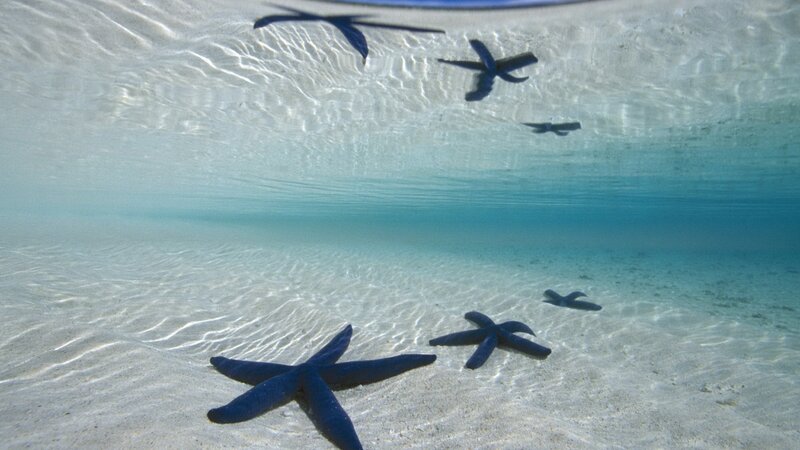 starfish on sandy ocean floor
