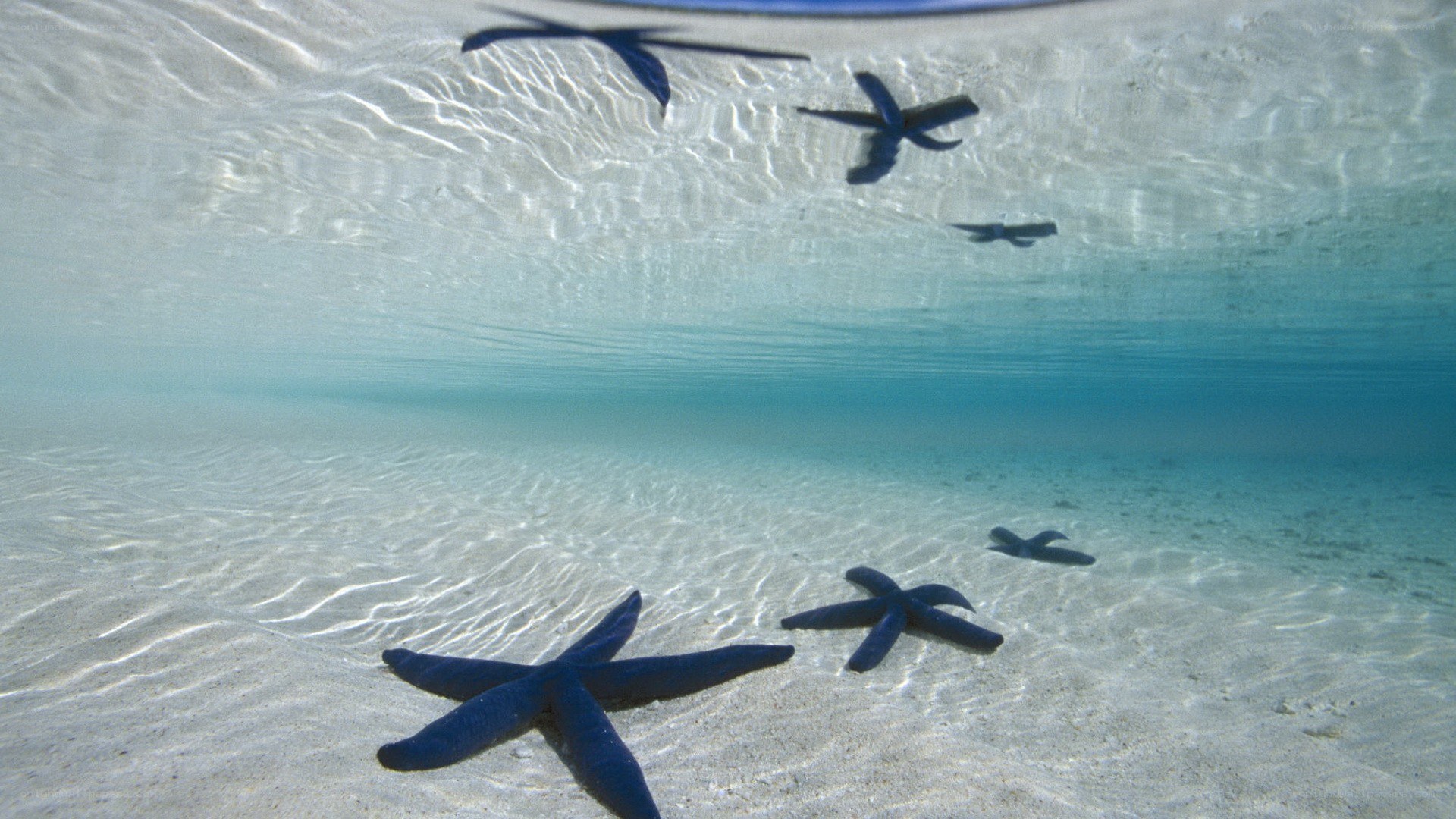 starfish on sandy ocean floor