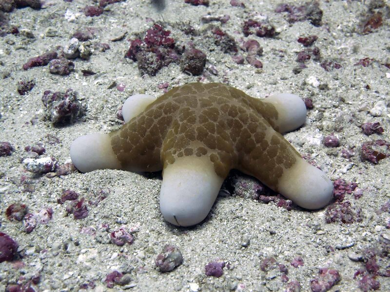 starfish on sandy ocean floor