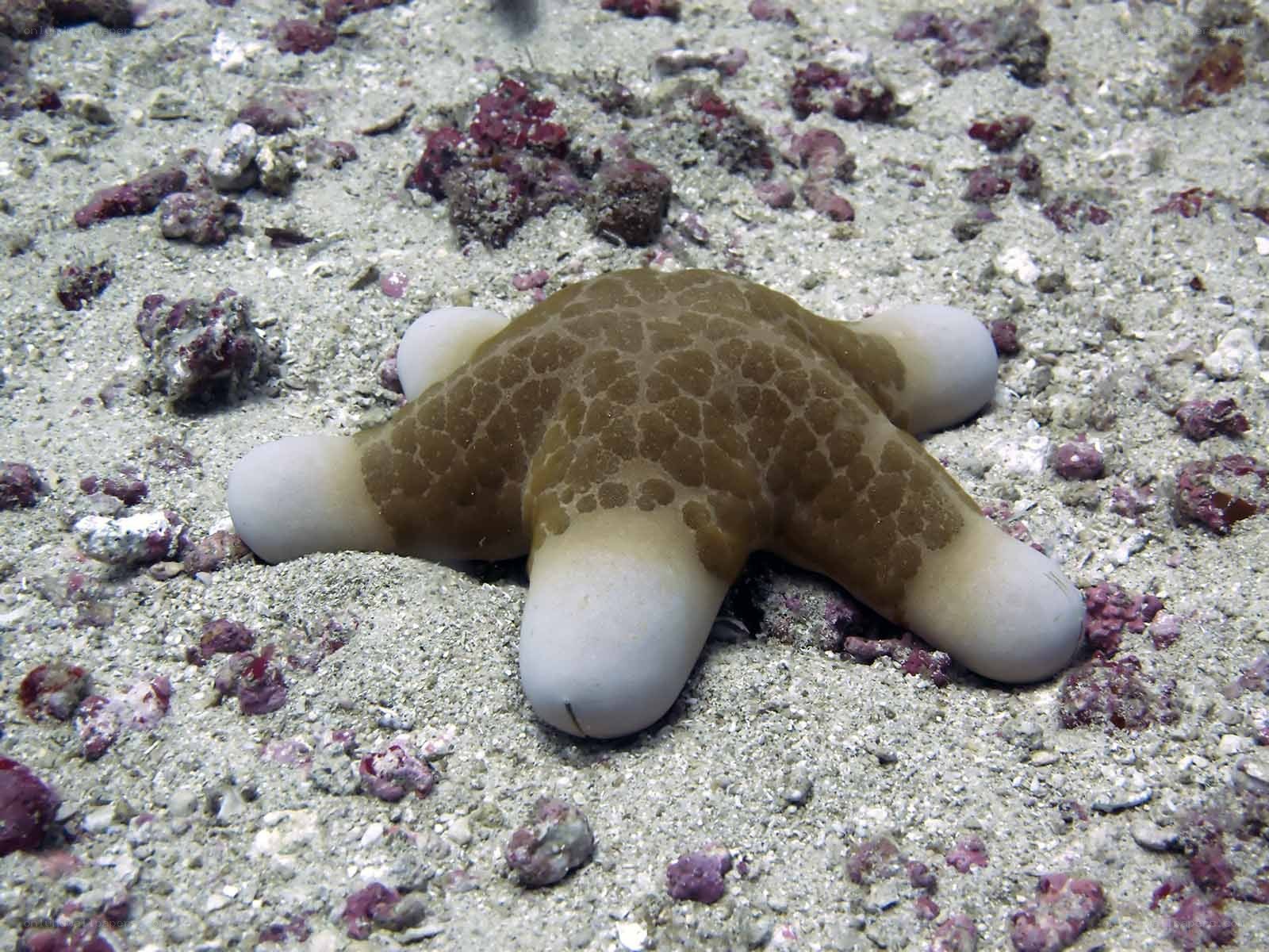 starfish on sandy ocean floor