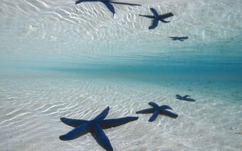 Starfish on Sandy Ocean Floor — Blue, Serene, Afternoon
