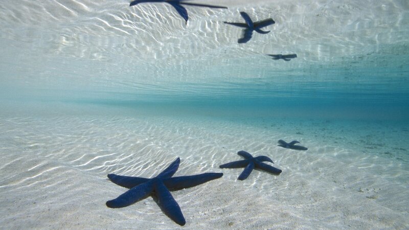 Starfish on Sandy Ocean Floor — Blue, Serene
