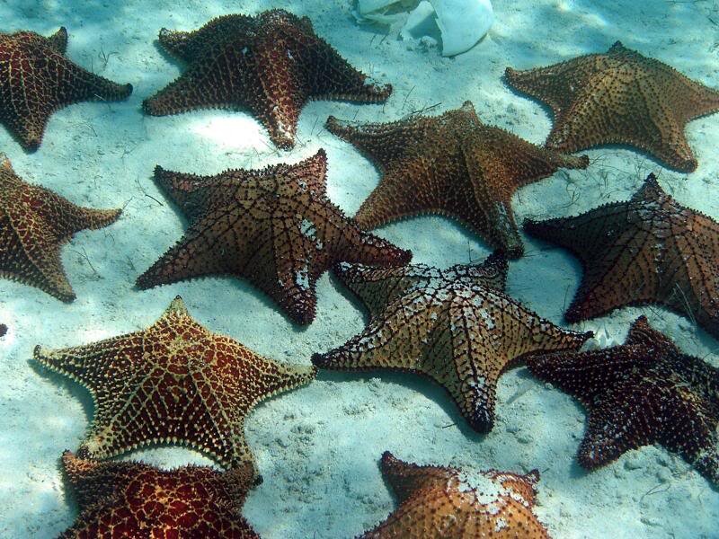 Starfish on Sandy Ocean Floor — Brown