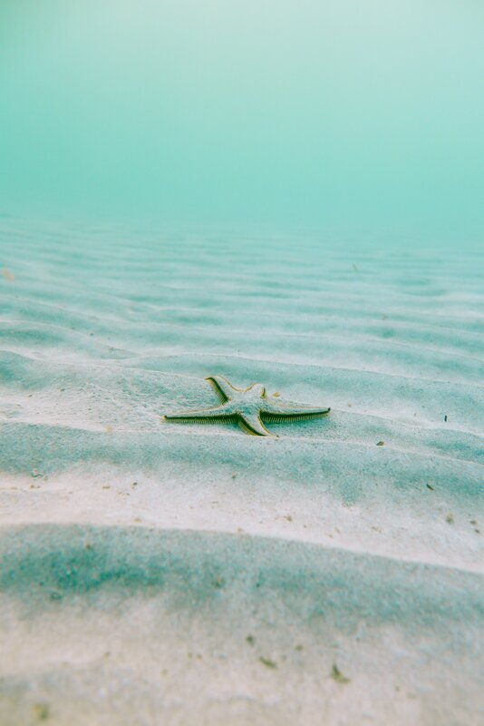 Starfish on Sandy Ocean Floor — Teal