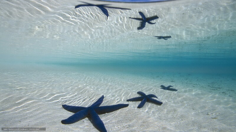 Starfish on sandy ocean floor