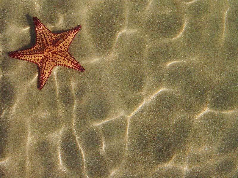 Starfish on Sandy Seabed — Brown, Calm