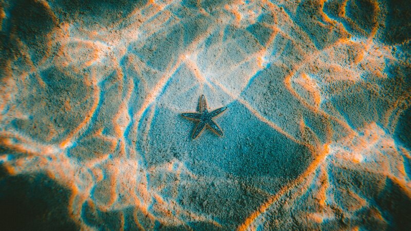 Starfish on Sandy Seabed