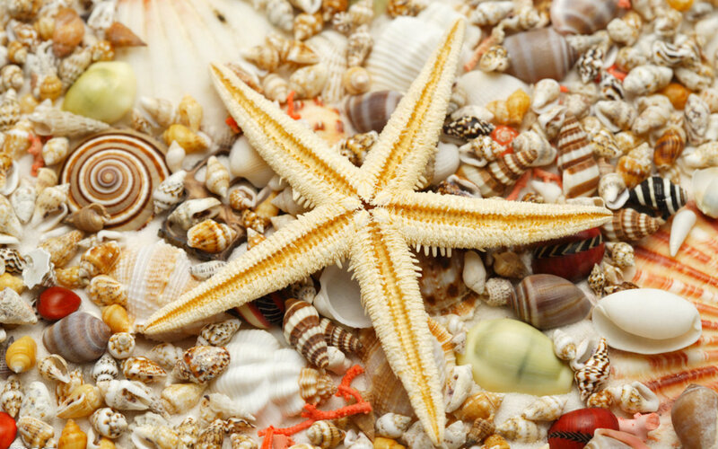 Starfish on Seashells — Beige