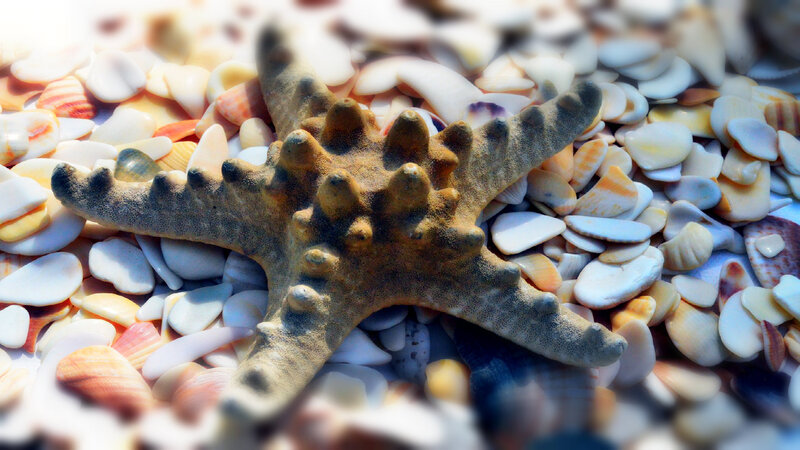 Starfish on Seashells — Brown