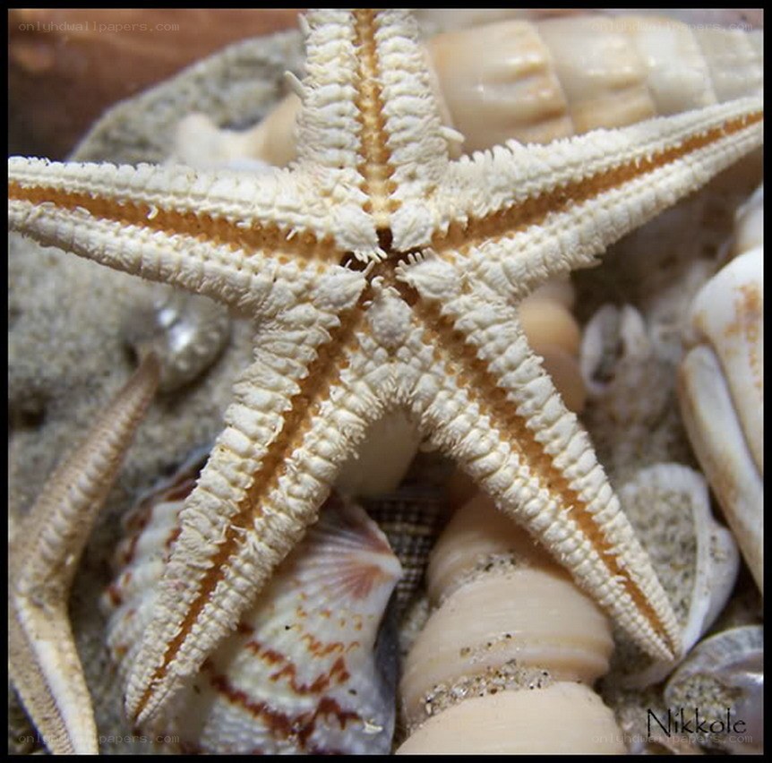 starfish on seashells