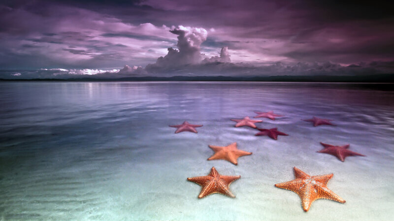 Starfish on Seashore