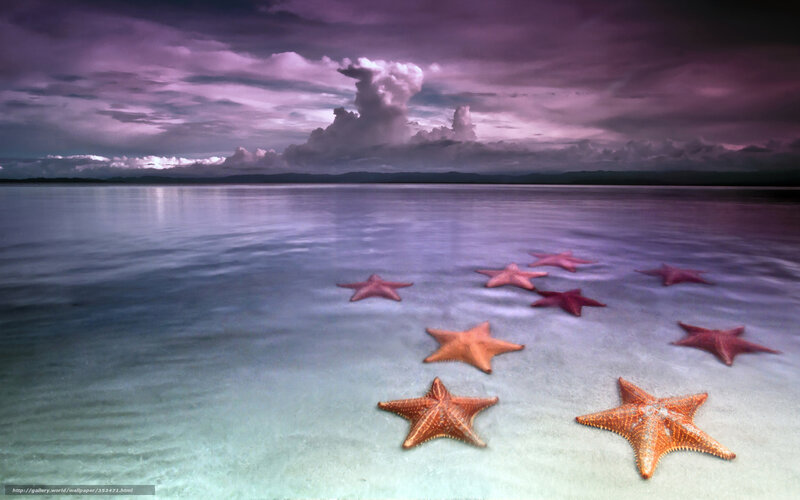 Starfish on Shallow Beach