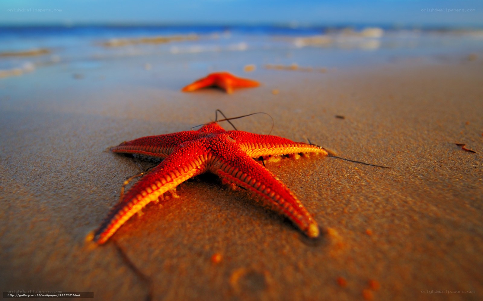 Starfish on the beach