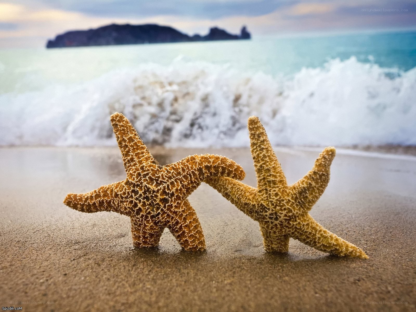 Starfish on the beach