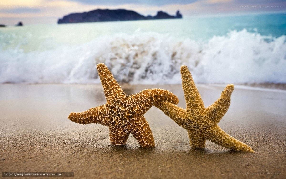 Starfish on the beach