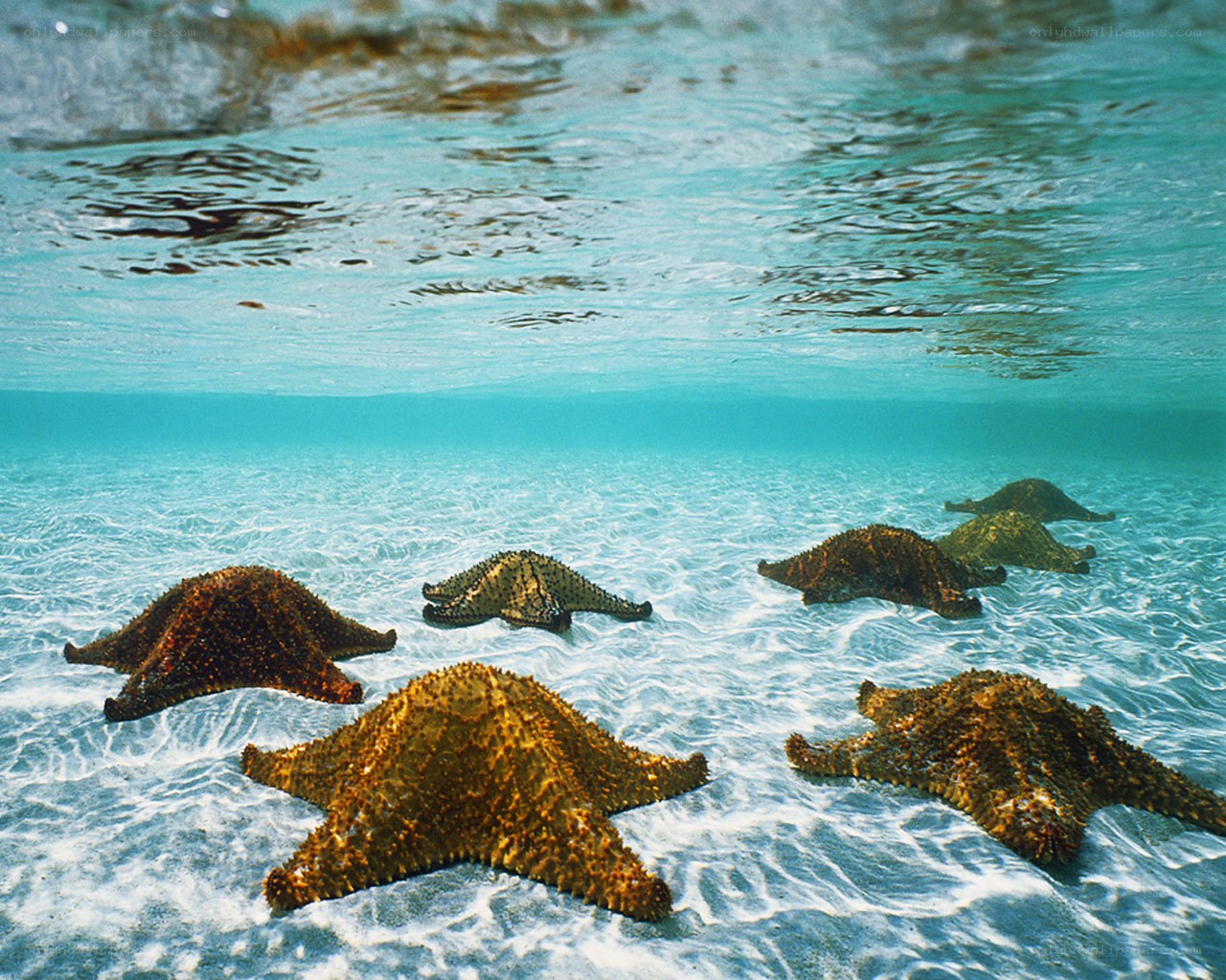 Starfish on the ocean floor